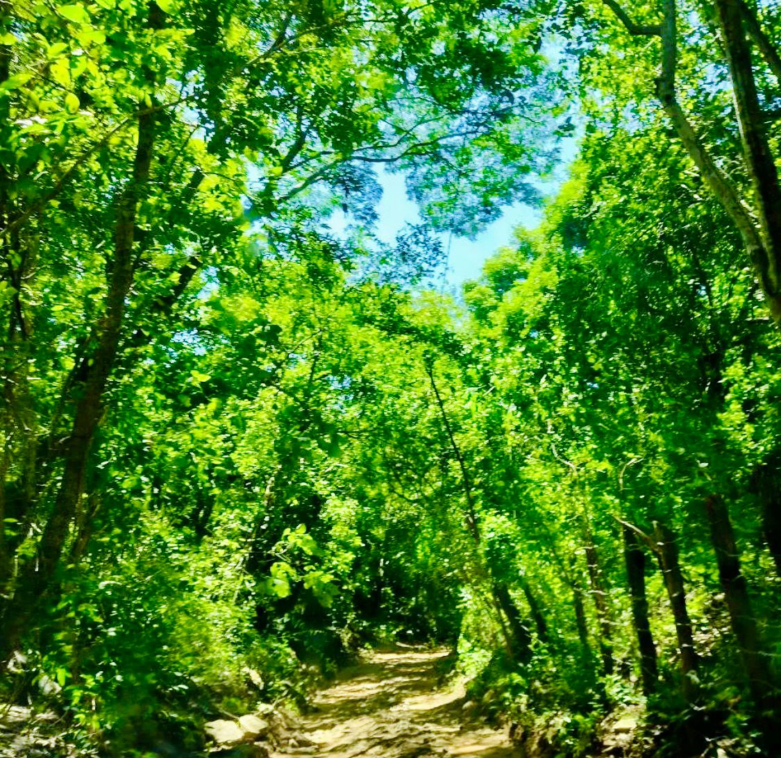 Forest view